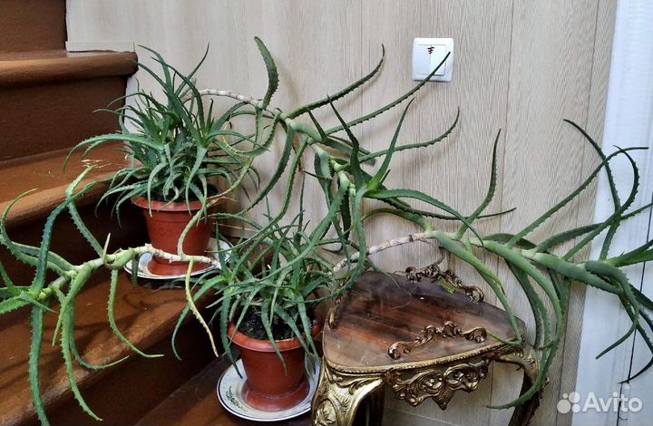 Алое 5 лет лекарственный