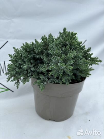 Можжевельник Блю стар