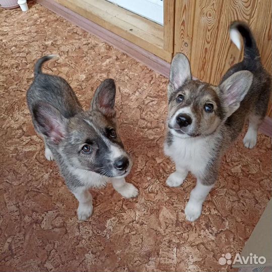 Отдам в добрые руки