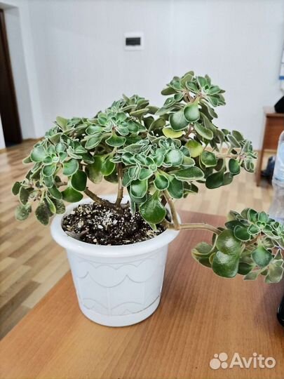 Аихризон дерево любви