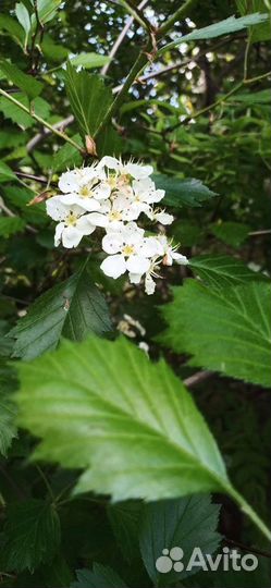 Саженцы сирени акации боярышник для живой изгороди