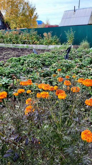 Дача 40 м² на участке 5 сот.