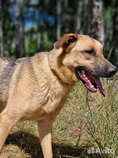 Лео ищет свою маму