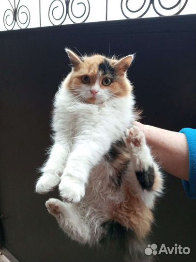 Трёхцветная кошка-подросток в дар