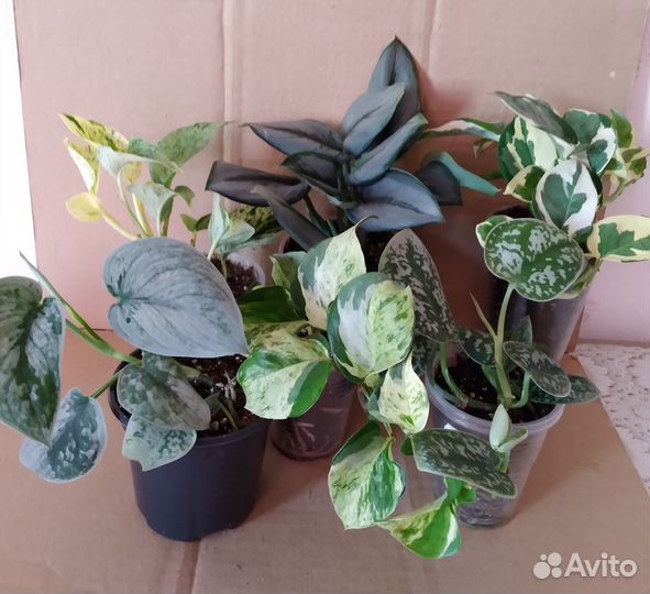 Сциндапсусы (эпипремнумы)