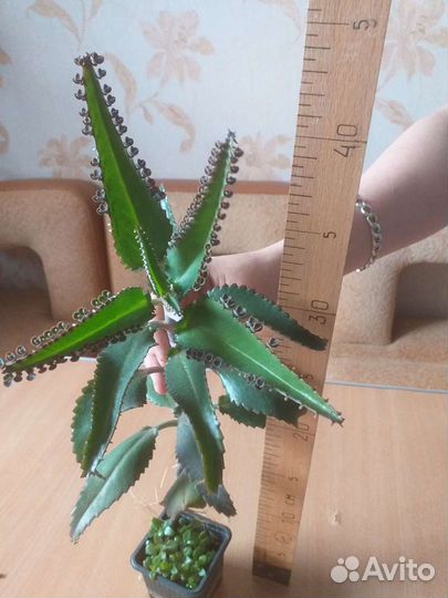 Каланхоэ лечебное