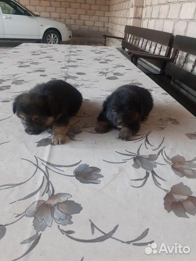 Собака в добрые руки отдам бесплатно