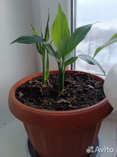 Спатифиллум