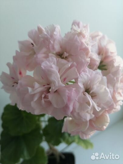 Герань пеларгония Millfield Rose