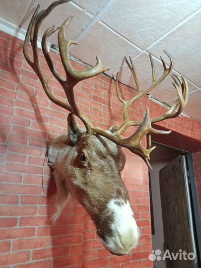 Чучело головы оленя
