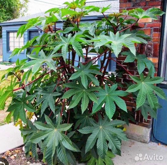 Клещевина рассада