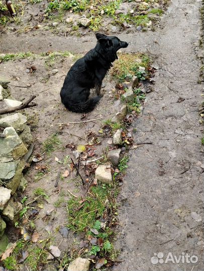 Щенки двортерьер