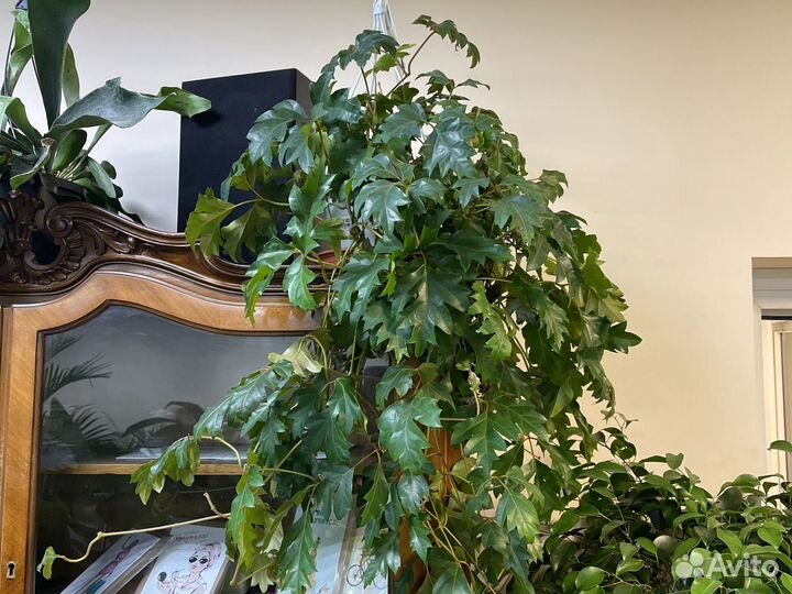 Циссус ампельный