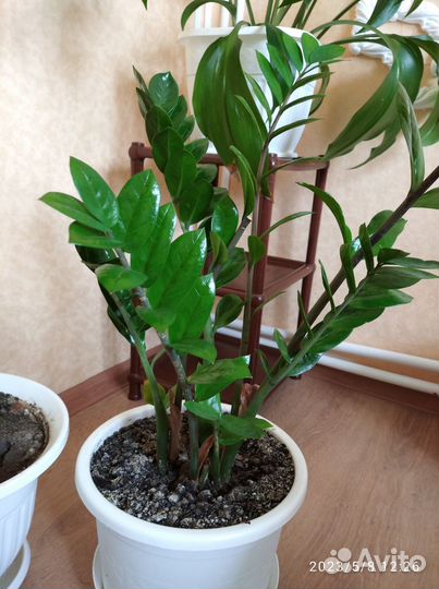 Продам цветы комнатные