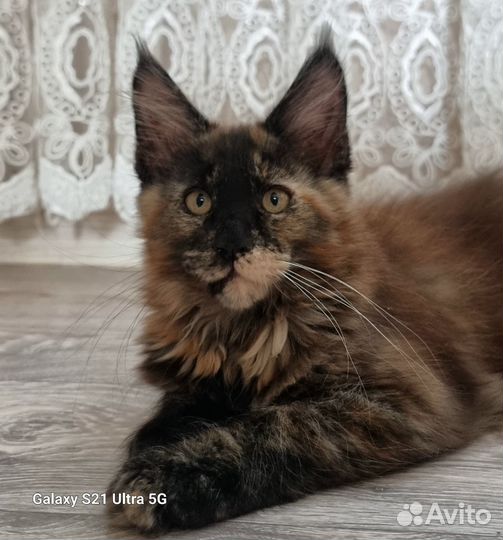 Котята мейн-кун