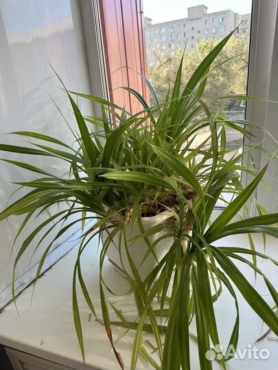 Пальма панданус