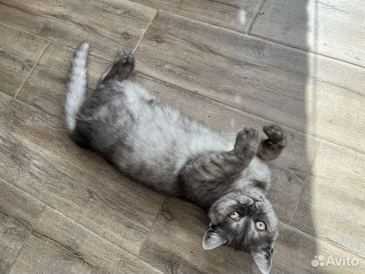 Котенок 4 месяца девочка