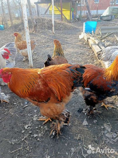 Куры и петухи брама