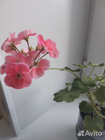 Герань пеларгония