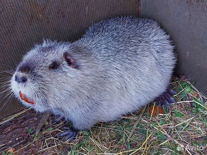 Нутрии серебро