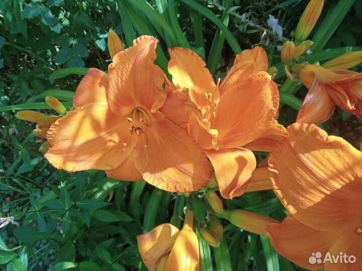 Многолетние растения