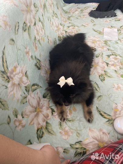 Померанский шпиц