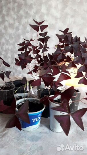 Кислица фиолетовая