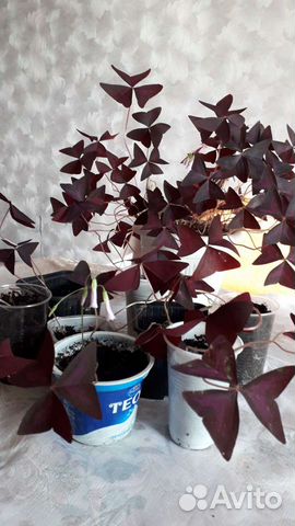 Кислица фиолетовая