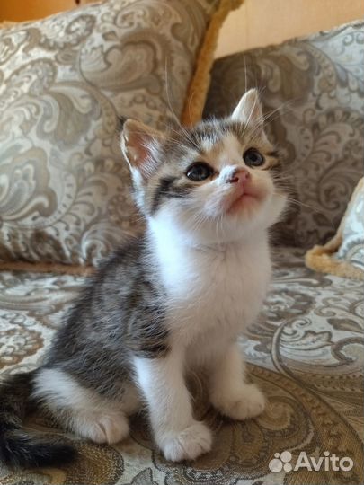 Отдадим котят в хорошие руки