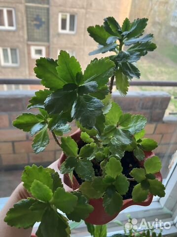 Каланхоэ цветущий