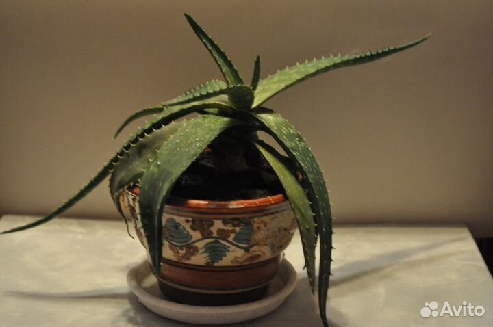 Алоэ - 3 года