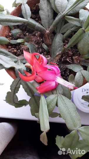 Вербейник,Анемона,Чистец шерстистый