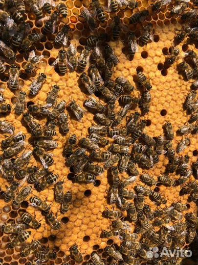 Пчелосемьи