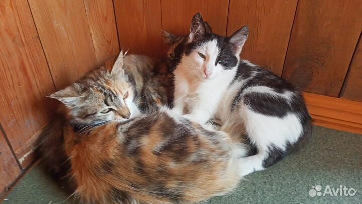 Котята в добрые руки