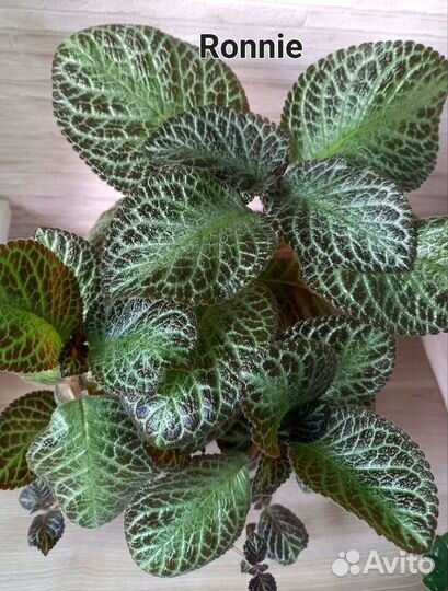 Эписции сортовые укорененные и на срез