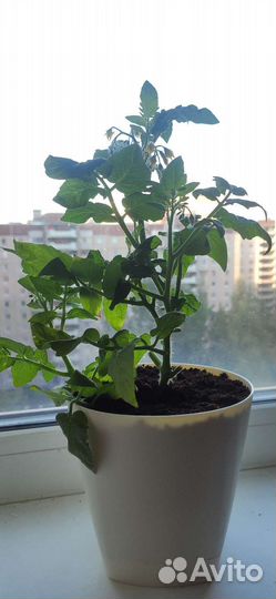 Томат декоративный