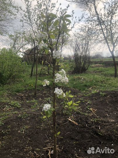 Деревья фруктовые