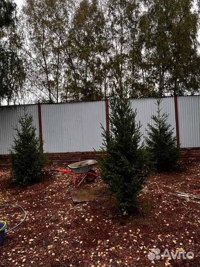 Ели и сосны 2,5 метра