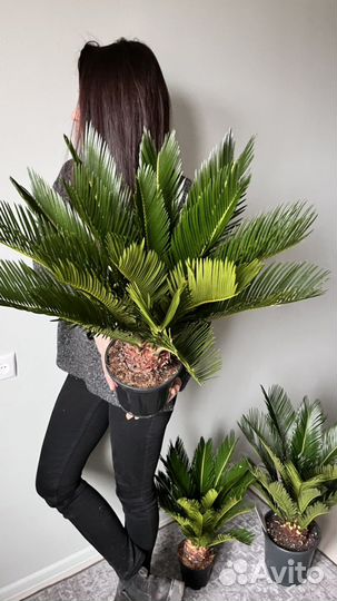 Цикас пальма саговая наличие