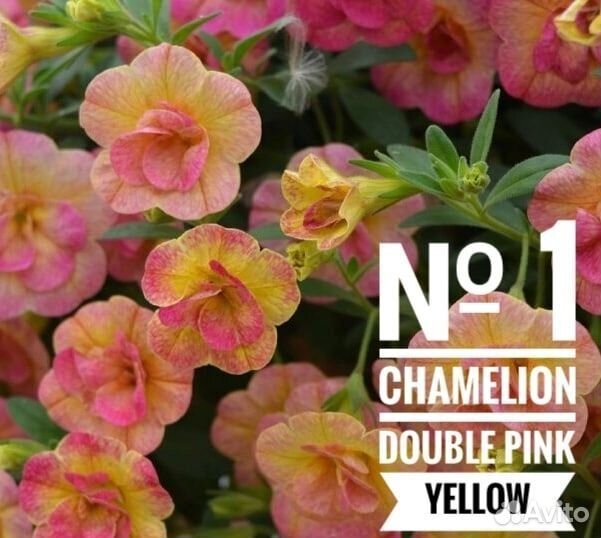 Черенки калибрахоа