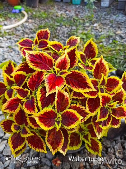 Колеусы укорененные