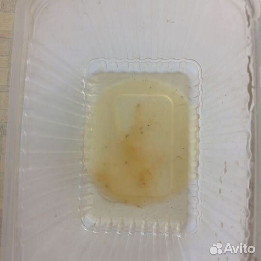 Бесплатно чайный гриб