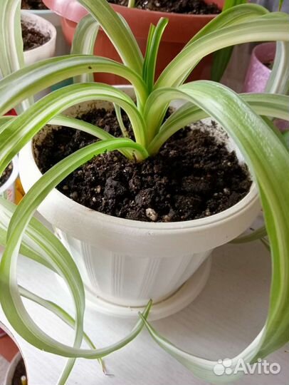 Хлорофитум кудрявый