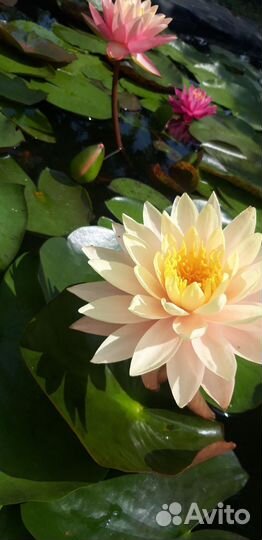 Нимфеи взрослые в контейнере 20 литров