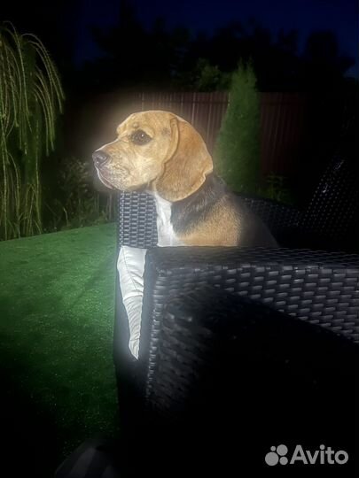 Передержка домашних животных