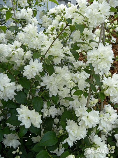 Саженцы. Растения