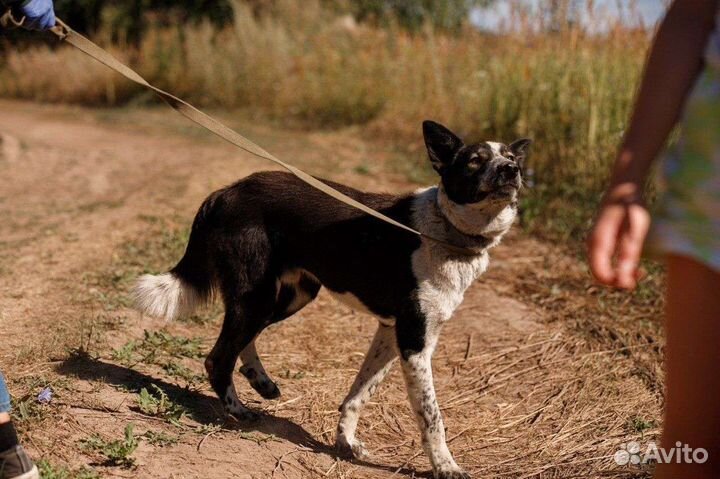 Собака в добрые руки помесь есть с бордель- колли