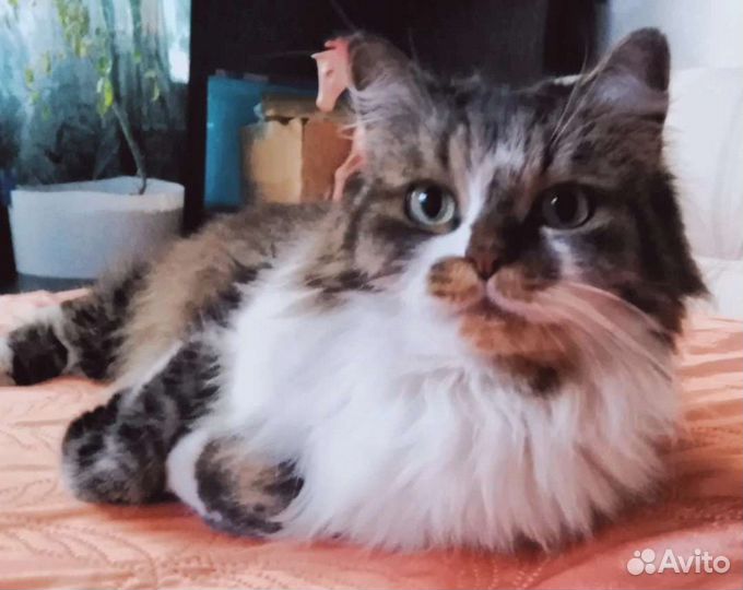 Сибирская кот