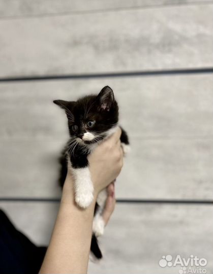 Сиамские-британские котята