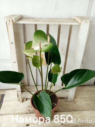 Комнатные цветы растение Антуриум Намора белый